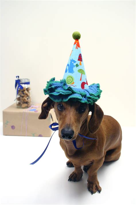 Birthday Week: My Presents! | Ammo the Dachshund