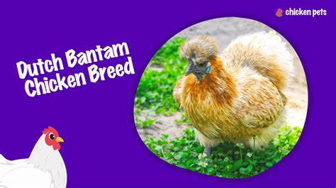 Dutch Bantam Chicken Breed. What is it? - Chicken Pets