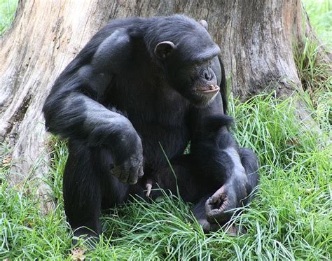 What You Can Learn From The Chimps: Traits Of The Alpha Male Leader ...