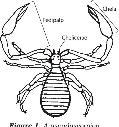 Pseudoscorpion Anatomy