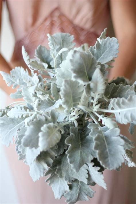 Dusty Miller Wedding Bouquet Inspiration