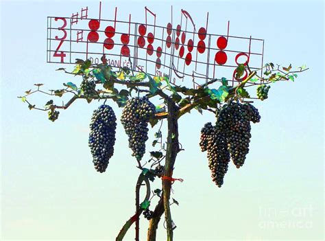 Singing Grapes Photograph by Natalie Ortiz - Fine Art America