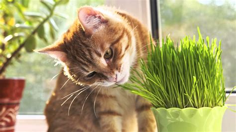 Cat Eating Grass Everyday, Vomiting Blood, Causes and How to Stop ...