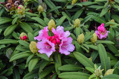 Noble Mountain Rhododendron - Plants4Home