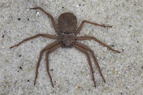 Six eyed sand spider - Alchetron, The Free Social Encyclopedia