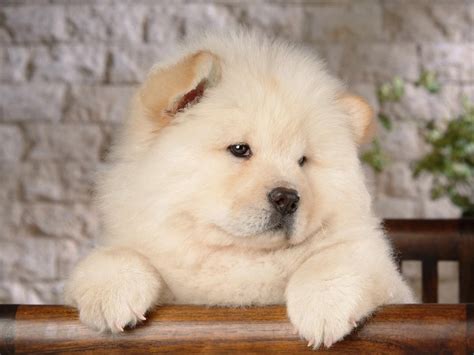 Chow Chow Breed Guide - Learn about the Chow Chow.