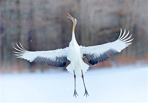 Origami Crane Bird Symbolism – All in Here