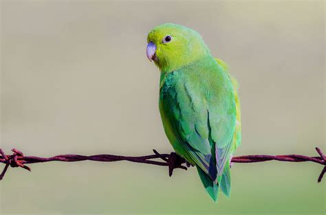 Green Parrotlet Available Now at thefinchfarm.com | Parrotlet, Pet birds, Pacific parrotlet