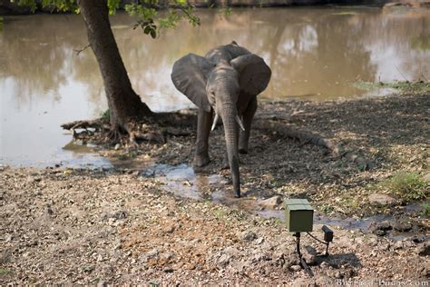 Capturing Elusive Animals With Camera Trap Wildlife Photography | Fstoppers