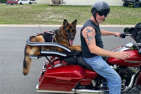 Motorcycle Dog Carrier for Sharing the Ride with Your Big Dog