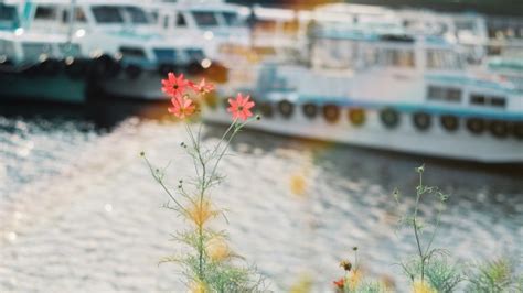 #Floral on Tumblr