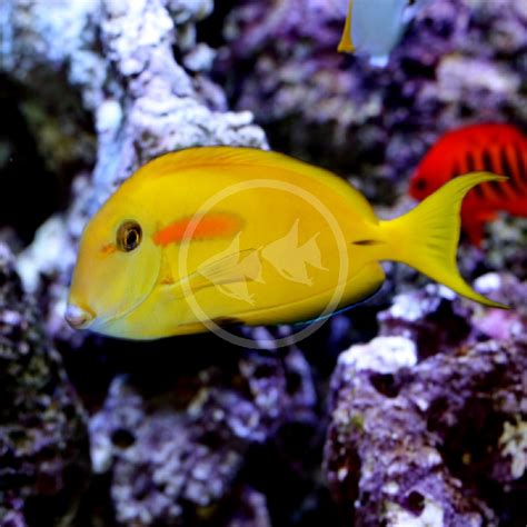 TANG - ORANGE SHOULDER Acanthurus olivaceous - Aquatics Unlimited