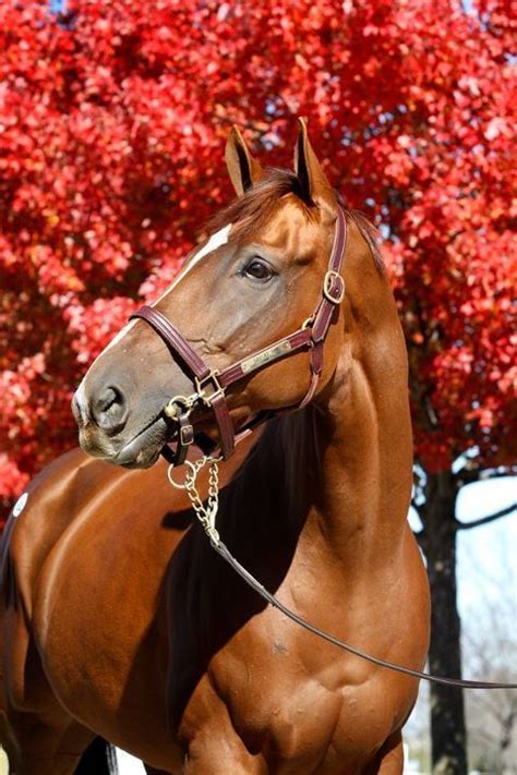 Thoroughbred Horse Information and Pictures | Chestnut horse, Horses ...