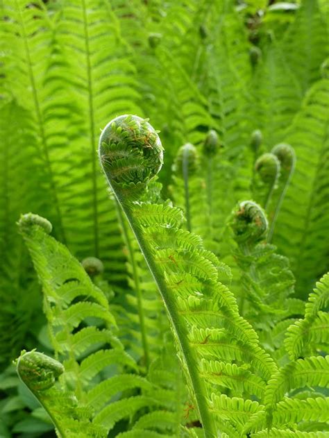 Fabulous Ferns : Types of Ferns & Fern Care • The Garden Glove