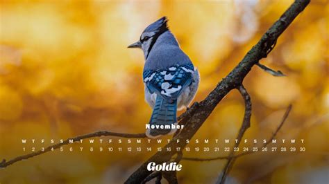 🔥 [50+] Free November 2023 Wallpapers Calendars | WallpaperSafari