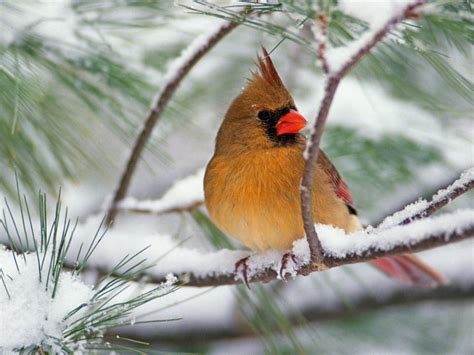 Cardinal Bird Wallpapers - Wallpaper Cave