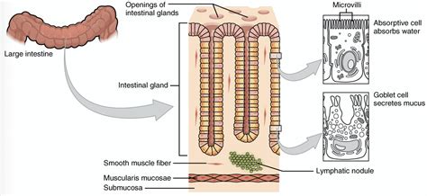 Absorption in the Large Intestine - Regulation - TeachMePhysiology