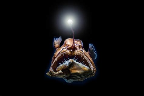 Seven Surprising Secrets of the Deepest Sea Creatures - Earth.com