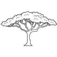 Acacia Tree » Coloring Pages » Surfnetkids | African tree, Tree drawing, Tree coloring page