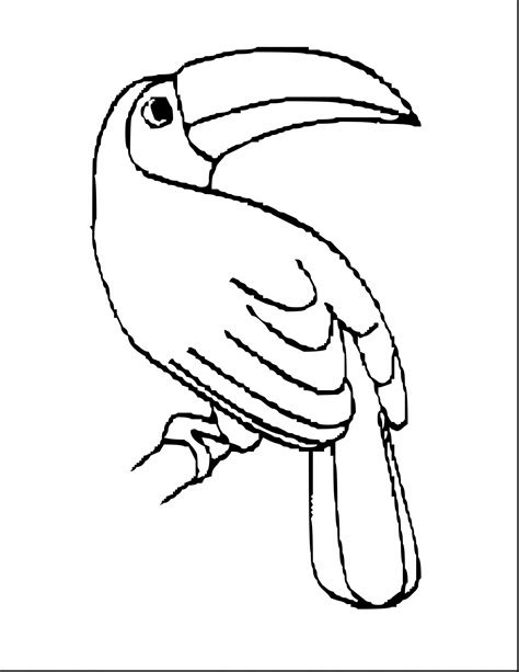 Rainforest Birds Coloring Pages at GetColorings.com | Free printable ...