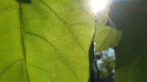 Faster plant growth through more efficient photosynthesis - Spotlight