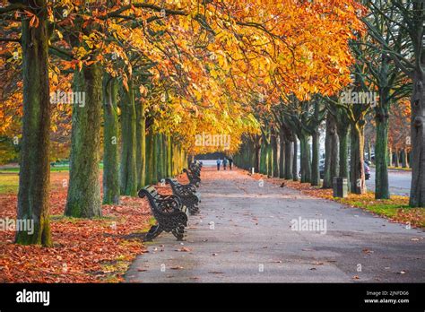 Seasonal landscape, autumn scene in Greenwich park, London Stock Photo - Alamy