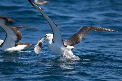 birding tours