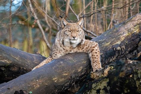 Premium Photo | Eurasian lynx in the natural environment eurasian lynx in forest