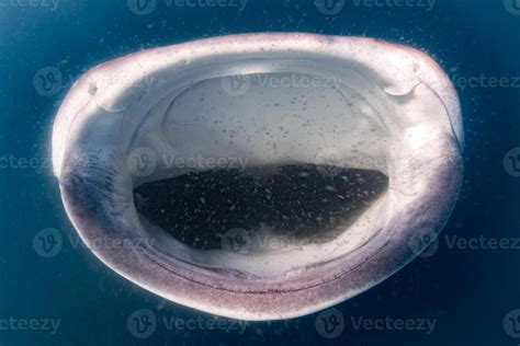 Whale Shark open mouth close up portrait underwater 17366096 Stock ...