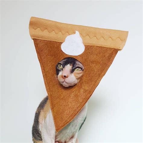 Shop Etsy's Adorable Pumpkin Pie Halloween Costume For Cats | POPSUGAR Pets