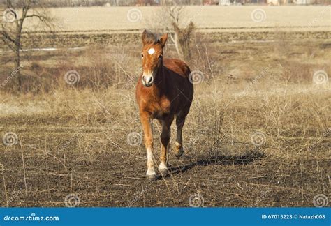 Red Horse with a White Blaze Running on the Field Stock Image - Image of walks, beautiful: 67015223