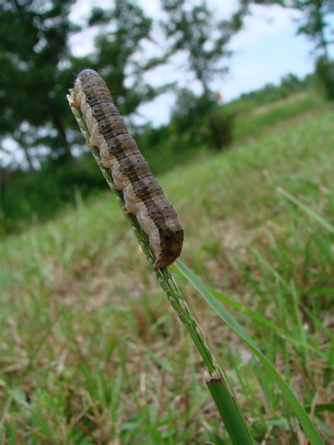 Controlling Fall Armyworms on Lawns and Turf - Alabama Cooperative Extension System