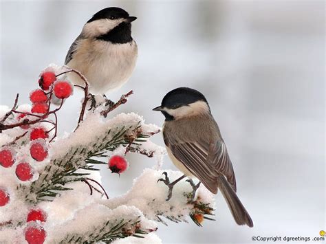 Winter Bird Wallpapers - Top Free Winter Bird Backgrounds - WallpaperAccess