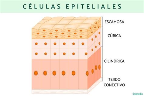 Células epiteliales: qué son, funciones y tipos - Resumen para estudiar