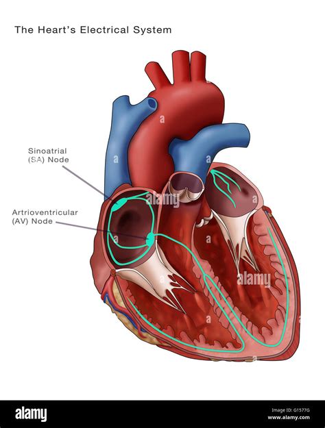 Conduction System Of The Heart: Step-By-Step Labeled, 52% OFF