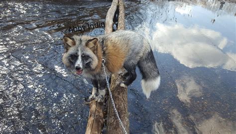 Abby the Calico Fox 🦊 : r/aww