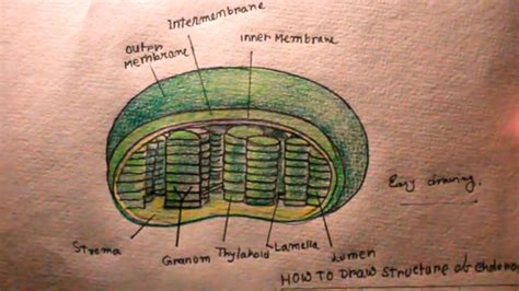 Plastid Structure - Nehan Saputra