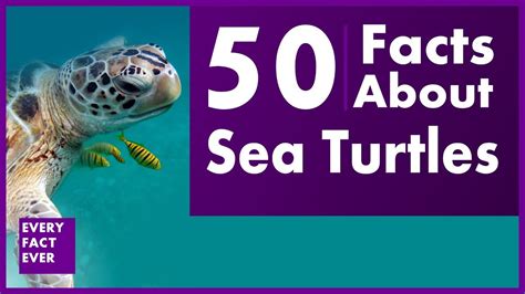 50 Facts About Sea Turtles - YouTube