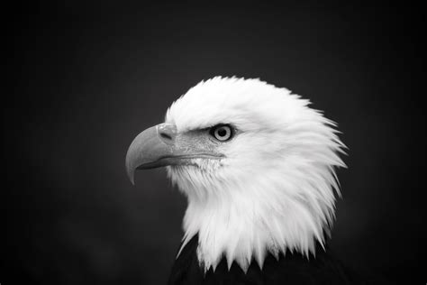 Free download | HD wallpaper: White Bird, bald eagle, beak, bird of ...