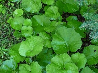 Coltsfoot: Pictures, Flowers, Leaves & Identification | Tussilago farfara