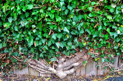 Ivy On The Wall Free Stock Photo - Public Domain Pictures