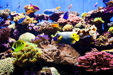 6,300+ Marine Fish Tank Stock Photos, Pictures & Royalty-Free Images - iStock