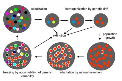 Role of peripatric speciation in adaptive evolution of sexually... | Download Scientific Diagram