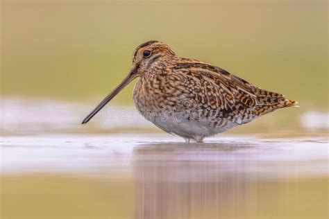 Common Snipe Wader Bird in Habitat Background Stock Image - Image of ...