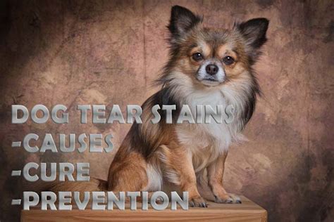 Dog tear stains: causes, and treatment - The Happy Puppers