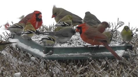 Winter bird feeder - YouTube