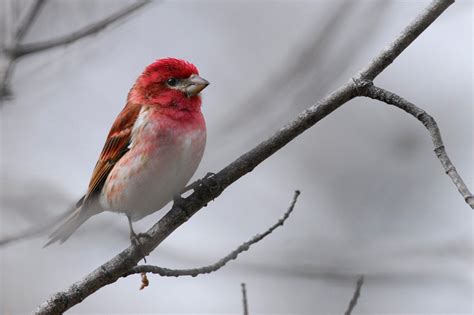 Purple Finch Facts, Habitat, Sounds, Diet, and Pictures