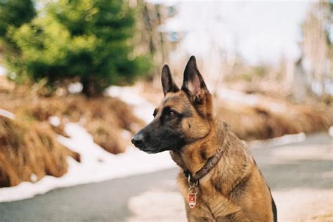 K9 Training: Best Dog Breeds For Police K9 Training