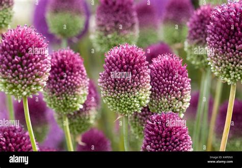 Allium sphaerocephalon flowers Stock Photo - Alamy