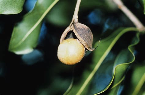 Macadamia Nuts Now Part of Hawaiian Culture